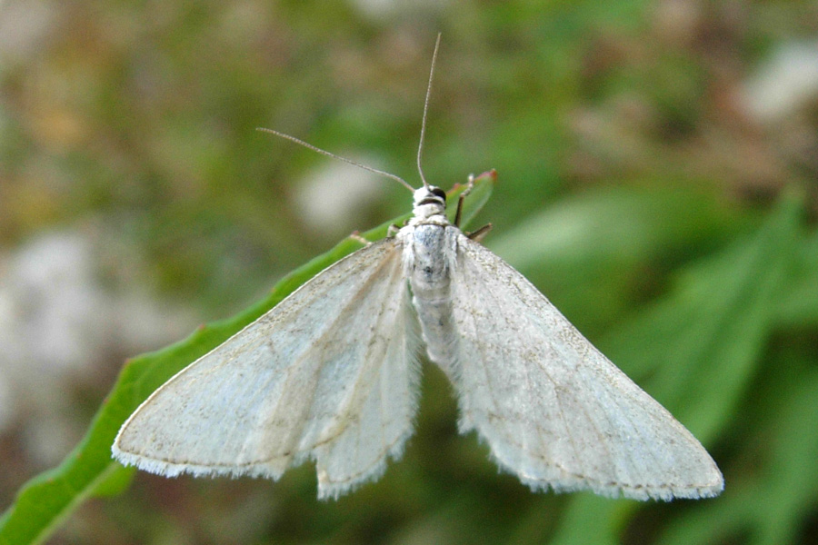 Due Geometridae
